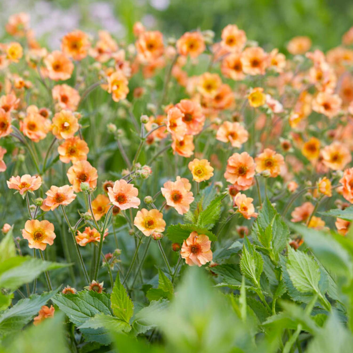 Nellikerod 'Totally Tangerine'